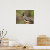 Titmaus, schwarz, Baeolophus Poster (Küche)