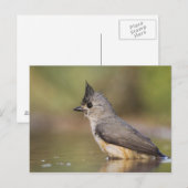 Titmaus, schwarz, Baeolophus Postkarte (Vorne/Hinten)