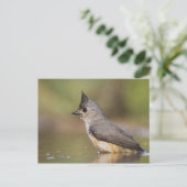 Titmaus, schwarz, Baeolophus Postkarte (Stehend Vorderseite)