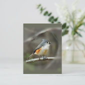 Titmaus-Tufte Postkarte (Stehend Vorderseite)