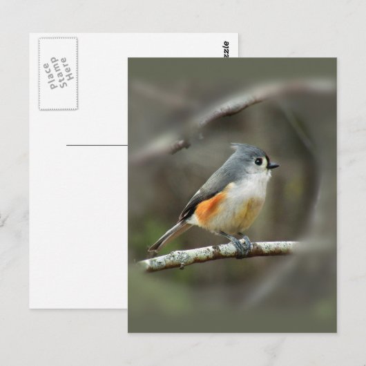 Titmaus-Tufte Postkarte (Vorne/Hinten)
