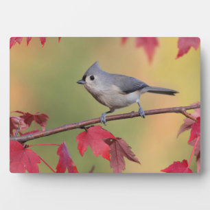 Titmice Fotoplatte
