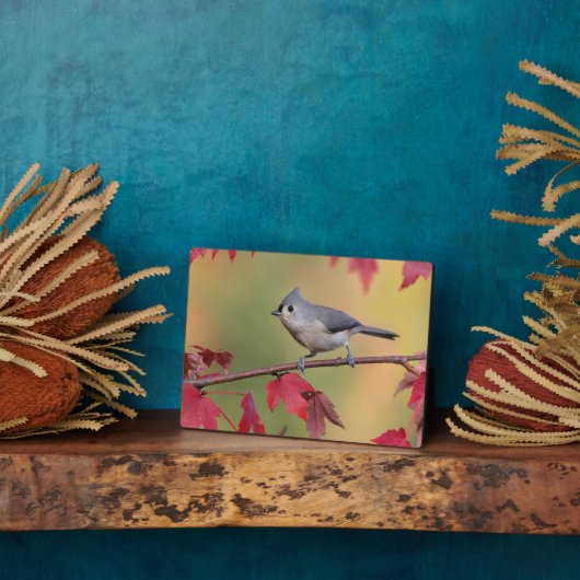 Titmice Fotoplatte (Seite)