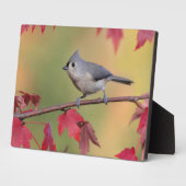 Titmice Fotoplatte (Seite)