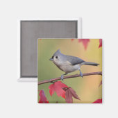 Titmice Magnet (Vorderseite/Rückseite)