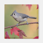 Titmice Magnet (Vorne)