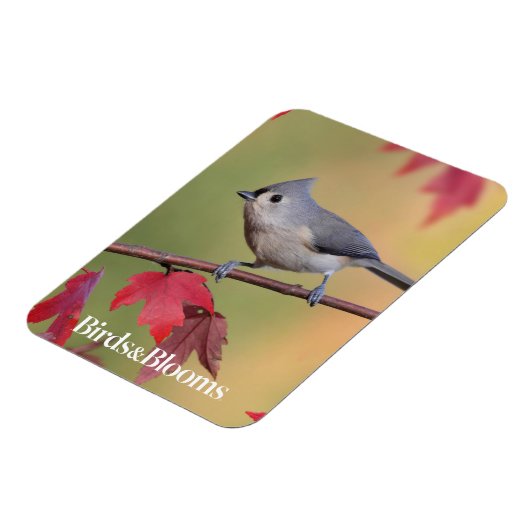Titmice Magnet (Linke Seite)