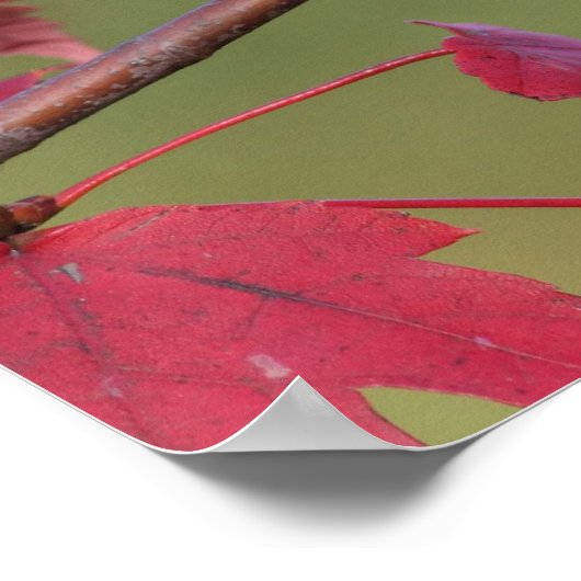 Titmice Poster (Ecke)