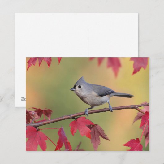 Titmice Postkarte (Vorne/Hinten)