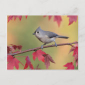 Titmice Postkarte (Vorderseite)