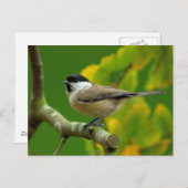 Titmouse auf der Herbstkarte Postkarte (Vorne/Hinten)