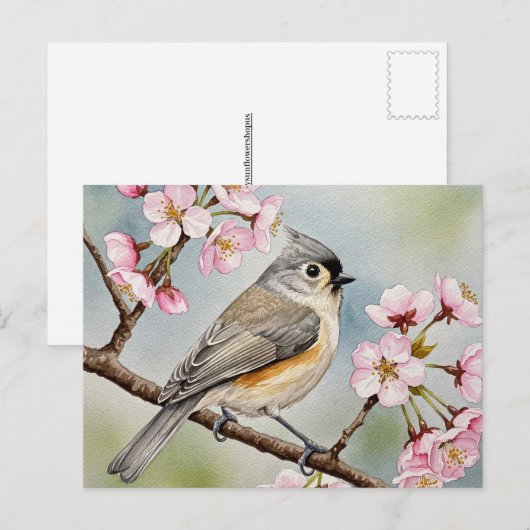 Titmouse, Sakura, Frühlingspostkarte Postkarte (Vorne/Hinten)