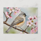 Titmouse, Sakura, Frühlingspostkarte Postkarte (Vorderseite)
