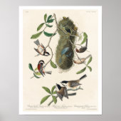 Titmouse von Audubon Poster (Vorne)