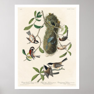 Titmouse von Audubon Poster
