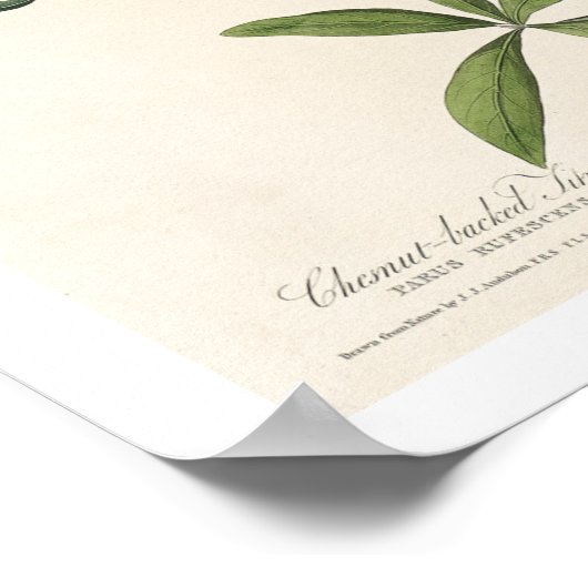 Titmouse von Audubon Poster (Ecke)