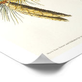 Titmouse von Audubon Poster erstellt (Ecke)