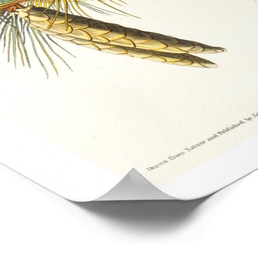 Titmouse von Audubon Poster erstellt (Ecke)