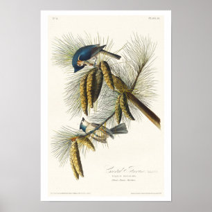 Titmouse von Audubon Poster erstellt
