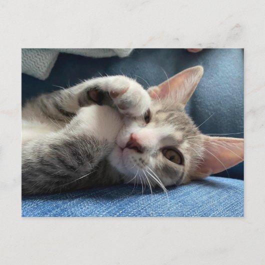 Tito Bandito Die Niedlichste Kätzchen / Katze Postkarte (Vorderseite)