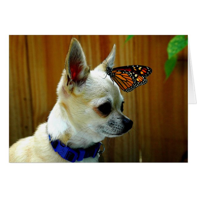 Tito und die Monarchkarte (Vorderseite (Horizontal))