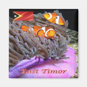TL009 ANEMONEFISH von Osttimor, Asien, Kühlschrank Magnet