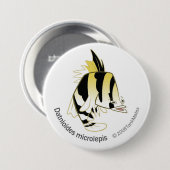 TM-12-Dathioides microlepis Button (Vorne & Hinten)
