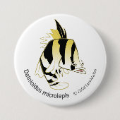 TM-12-Dathioides microlepis Button (Vorderseite)