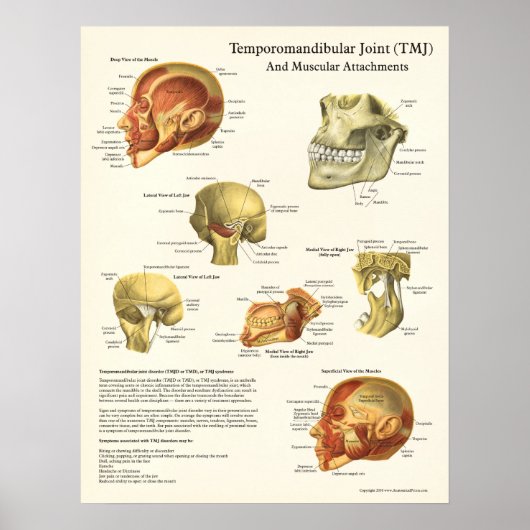 TMJ Anatomie und Muskelbefestigungen Poster (Vorne)