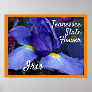 TN Iris Poster Tennessee Staat Blume