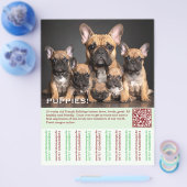 To sell Frenchies Puppy Flyer (Einzeln)