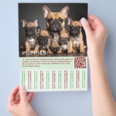 To sell Frenchies Puppy Flyer (Hand)