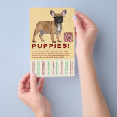 To sell Frenchies Puppy Flyer (Handgriff)