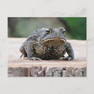 Toad auf einem Baumstumpf Postkarte