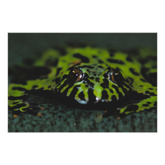 Toad Closeup Fotodruck