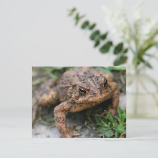 Toad Face Nahe up Nature Postkarte (Stehend Vorderseite)