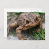 Toad Face Nahe up Nature Postkarte (Vorne/Hinten)