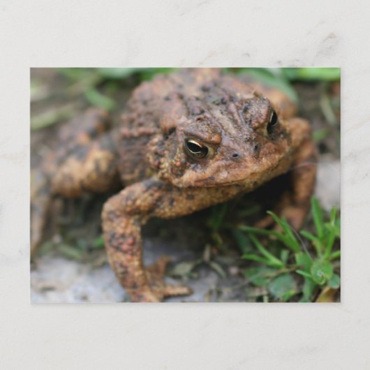 Toad Face Nahe up Nature Postkarte (Vorderseite)