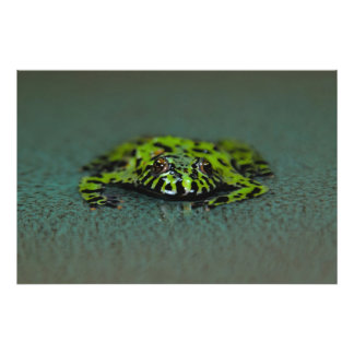 Toad Fire Bellied Fotodruck