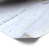 Toad Frog Animal Amphibien Fotografie Poster (Ecke)