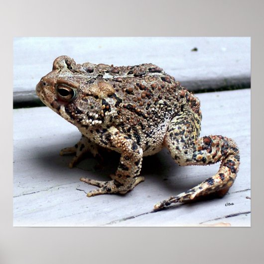 Toad Frog Animal Amphibien Fotografie Poster (Vorne)