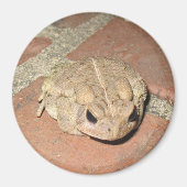 Toad Frog Magnet (Vorne)