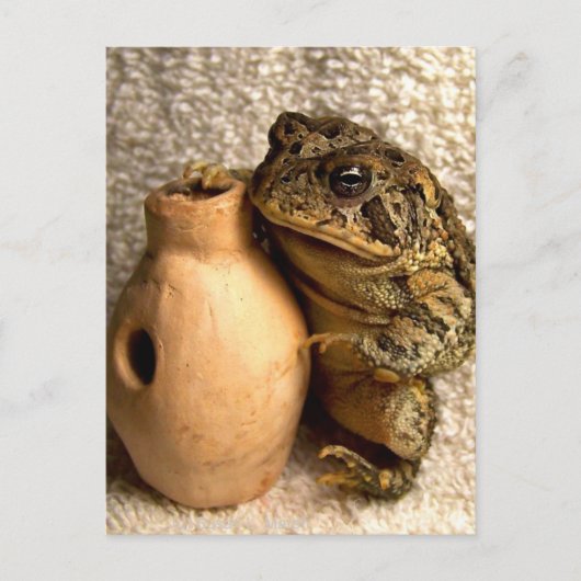 Toad frog mit Miniaturansicht Postkarte (Vorderseite)
