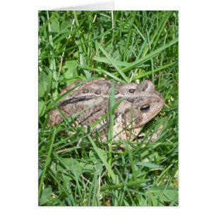 Toad in Gras