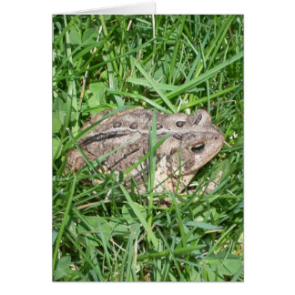 Toad in Gras