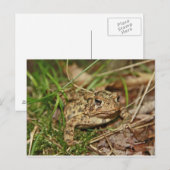 Toad in Gras Postkarte (Vorne/Hinten)