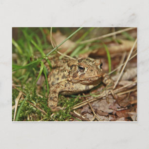 Toad in Gras Postkarte