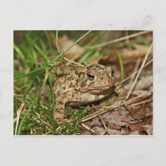 Toad in Gras Postkarte (Vorderseite)