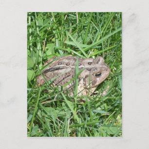Toad in the Grass Postkarte