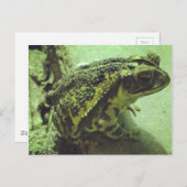 Toad Postkarte (Vorne/Hinten)